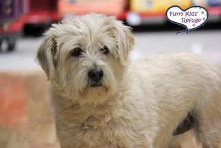 Cairn Terrier Dogs for adoption in Lee's Summit, MO, USA