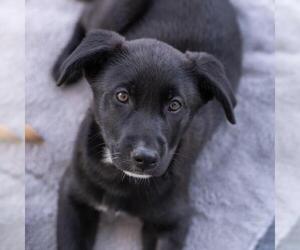Labrador Retriever-Unknown Mix Dogs for adoption in San Diego, CA, USA