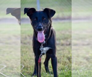 Labrador Retriever-Unknown Mix Dogs for adoption in Unionville, PA, USA