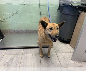 German Shepherd Dog-Unknown Mix Dogs for adoption in Grand Prairie, TX, USA