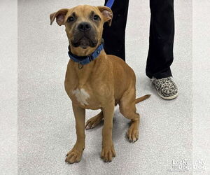 Retriever -Unknown Mix Dogs for adoption in Washington, DC, USA