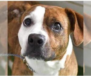 Boxer Dogs for adoption in Wadena, MN, USA