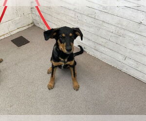 German Shepherd Dog-Unknown Mix Dogs for adoption in San Bernardino, CA, USA