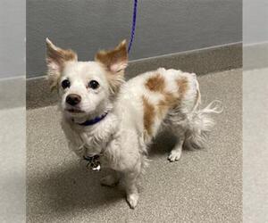 Dachshund-Unknown Mix Dogs for adoption in Las Vegas, NV, USA