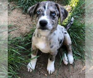 Catahoula Leopard Dog Dogs for adoption in Aurora, CO, USA