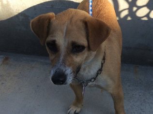 Pug Dogs for adoption in pomona, CA, USA