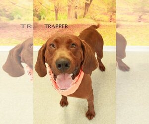 Redbone Coonhound Dogs for adoption in Cottageville, WV, USA