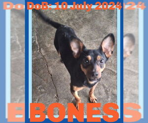 Chihuahua Dogs for adoption in Sebec, ME, USA