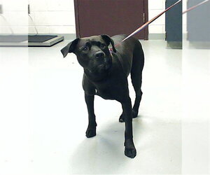 Labrador Retriever-Unknown Mix Dogs for adoption in Fayetteville, NC, USA