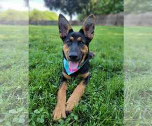 German Shepherd Dog-Unknown Mix Dogs for adoption in Gretna, NE, USA