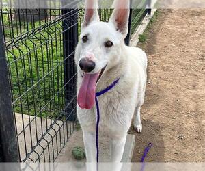 German Shepherd Dog-Unknown Mix Dogs for adoption in Orange, CA, USA