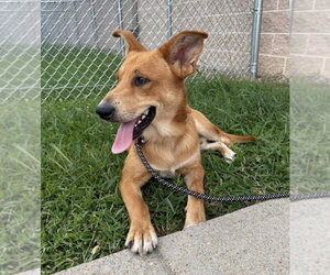 Mutt Dogs for adoption in Glen Allen, VA, USA