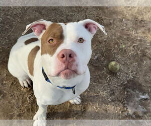 American Pit Bull Terrier-Unknown Mix Dogs for adoption in Millersville, MD, USA