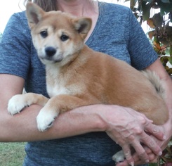 Shiba Inu Dogs for adoption in Commerce, GA, USA