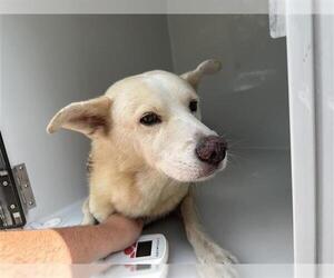 Carolina Dog-Unknown Mix Dogs for adoption in Houston, TX, USA