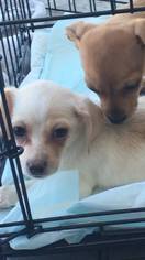 Dorgi Dogs for adoption in Midland, TX, USA