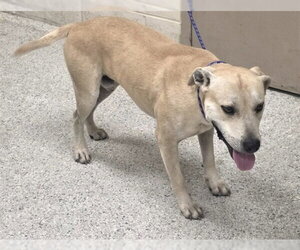 Labrador Retriever-Unknown Mix Dogs for adoption in Conroe, TX, USA