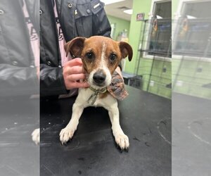 Jack-Rat Terrier Dogs for adoption in La Porte, IN, USA