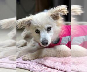 Mutt Dogs for adoption in Chula Vista, CA, USA