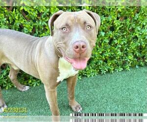 American Pit Bull Terrier Dogs for adoption in West Palm Beach, FL, USA