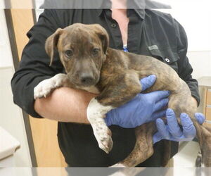 Mutt Dogs for adoption in Oroville, CA, USA