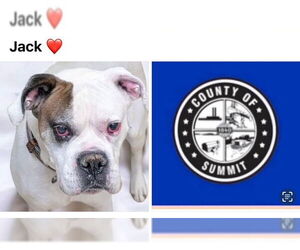 Boxer Dogs for adoption in Akron, OH, USA