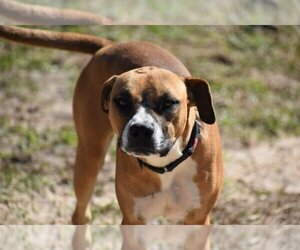 Bullboxer Pit Dogs for adoption in Newton, TX, USA
