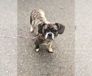 Puggle Dogs for adoption in Redmond, WA, USA