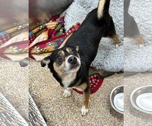 Beagle-Chihuahua Mix Dogs for adoption in Martinsburg, WV, USA