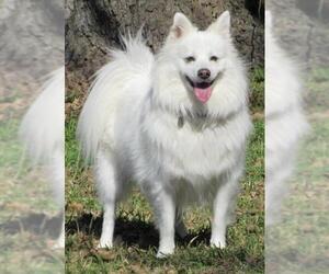 American Eskimo Dog Dogs for adoption in Conroe, TX, USA