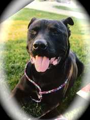 American Staffordshire Terrier-Unknown Mix Dogs for adoption in Chino, CA, USA