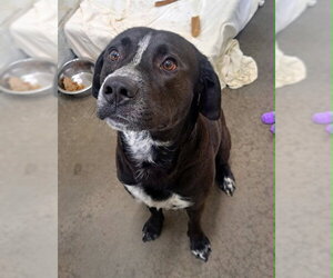 German Shorthaired Lab Dogs for adoption in Easton, MD, USA