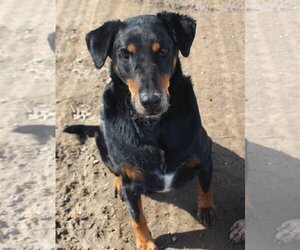Doberman Pinscher-Unknown Mix Dogs for adoption in Fallon, NV, USA