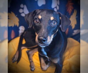 Mutt Dogs for adoption in Pleasanton, TX, USA