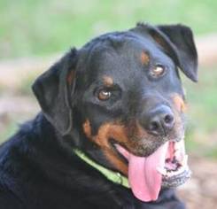 Rottweiler Dogs for adoption in Vancouver, WA, USA