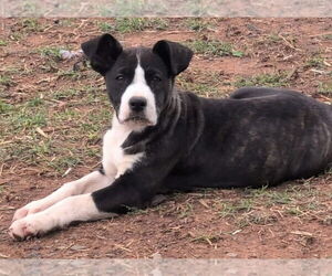 Catahoula Leopard Dog-Labrador Retriever Mix Dogs for adoption in Alexander, AR, USA