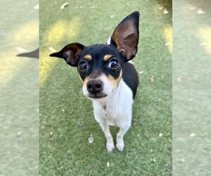 Rat Terrier-Unknown Mix Dogs for adoption in Ojai, CA, USA