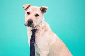 Medium Photo #1 Chinese Shar-Pei-Labrador Retriever Mix Puppy For Sale in San Angelo, TX, USA
