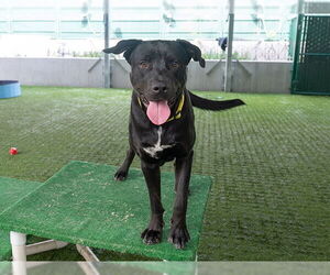 Labrador Retriever Dogs for adoption in Pasadena, CA, USA