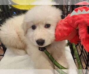 Great Pyrenees-Unknown Mix Dogs for adoption in Dallas, TX, USA