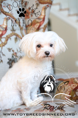 Maltese Dogs for adoption in Smithsburg, MD, USA