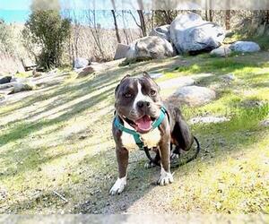 American Pit Bull Terrier Dogs for adoption in Pasadena, CA, USA