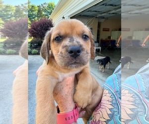 Golden Dox Dogs for adoption in Roxboro, NC, USA
