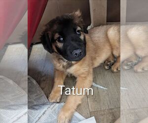 Retriever -Unknown Mix Dogs for adoption in Princeton, MN, USA