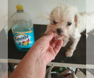 Maltese Dogs for adoption in Bonifay, MO, USA