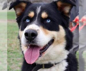Bernese Mountain Dog Dogs for adoption in Von Ormy, TX, USA