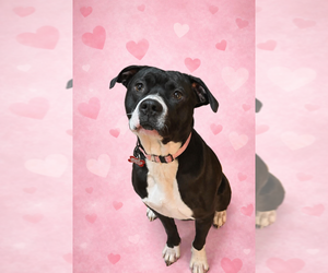 Mutt Dogs for adoption in Springdale, PA, USA