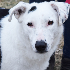 Border Collie Dogs for adoption in Huntley, IL, USA