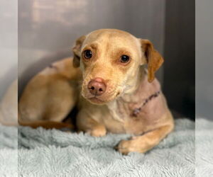 Chihuahua-Unknown Mix Dogs for adoption in Chico, CA, USA