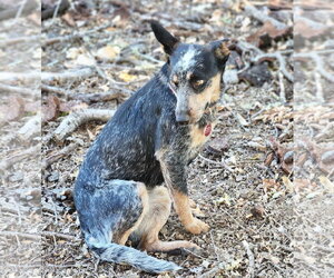 Mutt Dogs for adoption in Paso Robles, CA, USA